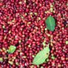 Green Coffee Grading +256790560642 exporter Organic coffee beans to global markets