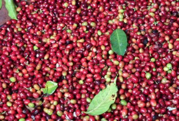 Green Coffee Grading +256790560642 exporter Organic coffee beans to global markets
