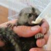 Adorable Marmoset Monkeys Available