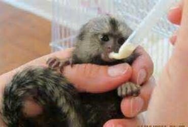 Adorable Marmoset Monkeys Available