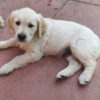 A KC Adorable Golden Retriever Puppies