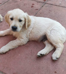A KC Adorable Golden Retriever Puppies