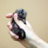 Pygmy Marmosets for Sale