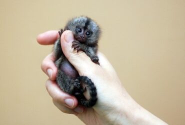 Pygmy Marmosets for Sale