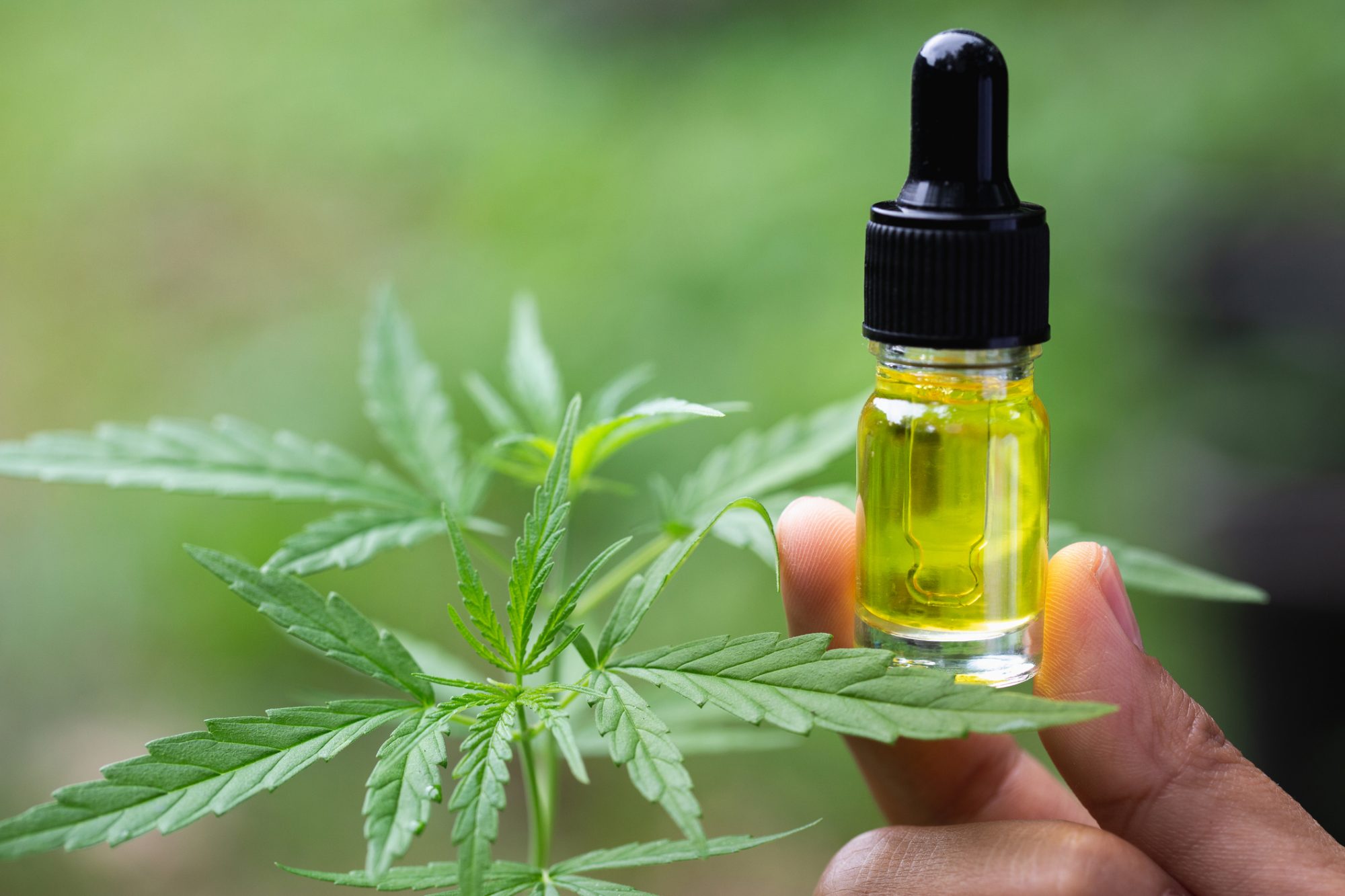 Premium CBD Hemp Flower – High Quality