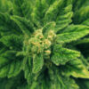 Premium Cannabis Seeds – Multiple Strains Available