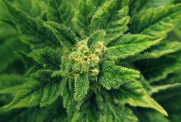 Premium Cannabis Seeds – Multiple Strains Available