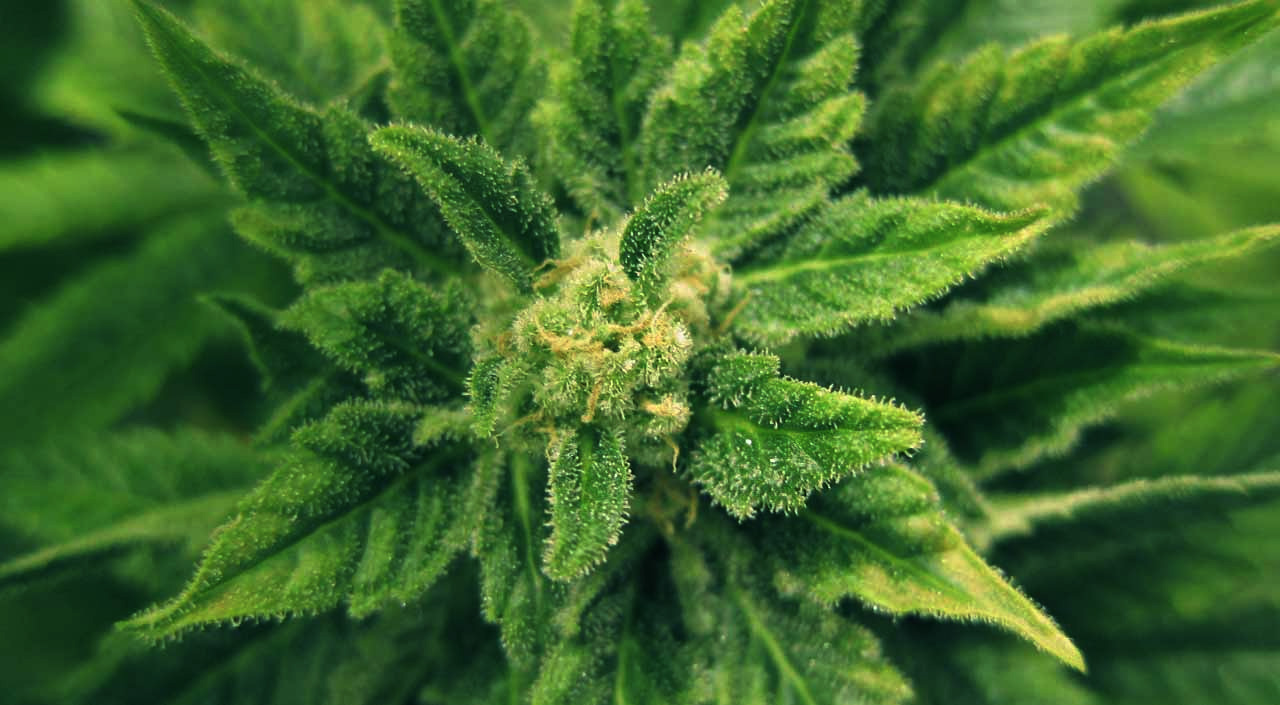 Premium Cannabis Seeds – Multiple Strains Available