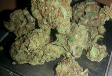 Healthy Cannabis Clones – Strong Genetics