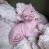 Gorgeous Sphynx Kittens – Home Raised & Well Socialized