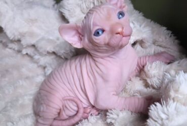 Gorgeous Sphynx Kittens – Home Raised & Well Socialized