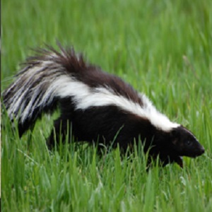 ProActive Pest Control