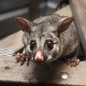 ProActive Pest Control
