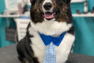 Pets Place Grooming
