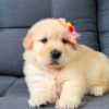 A lifetime of love with our adorable Golden Retriever puppies