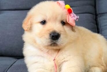 A lifetime of love with our adorable Golden Retriever puppies