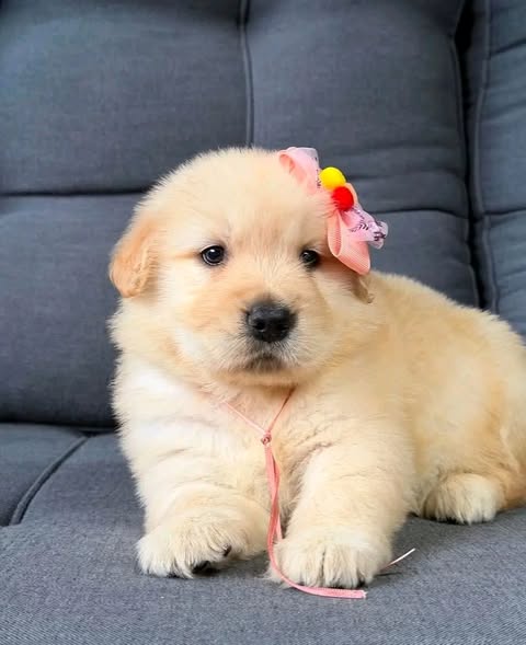 A lifetime of love with our adorable Golden Retriever puppies