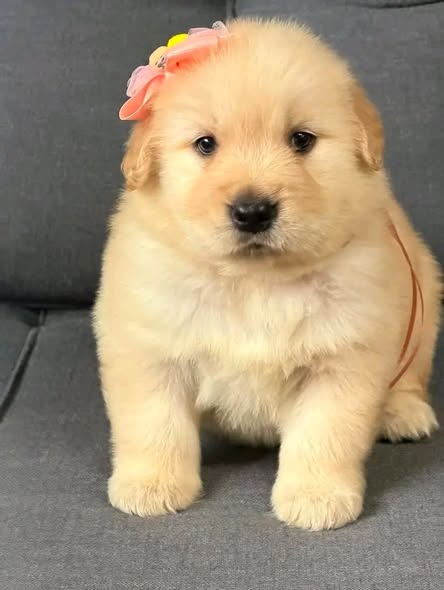 A lifetime of love with our adorable Golden Retriever puppies