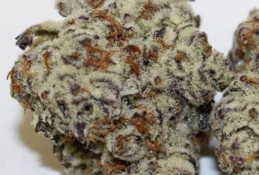 Quality Hybrid Cannabis Flower – Fresh Harvest