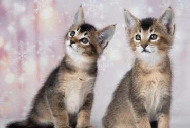 Caracat Kittens Available