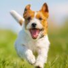 Birdneck Animal Hospital
