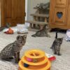 Savannah F5 Kittens