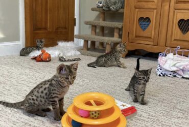 Savannah F5 Kittens
